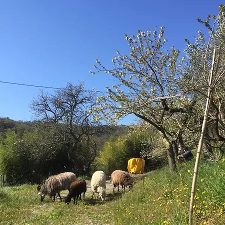 Apartma Cotta, Salara *
