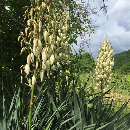 דירה Cotta, Salara