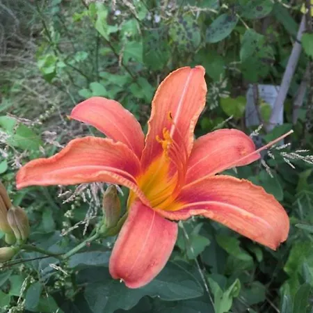 Cotta, Salara דירה