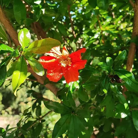 Cotta, Salara קופר