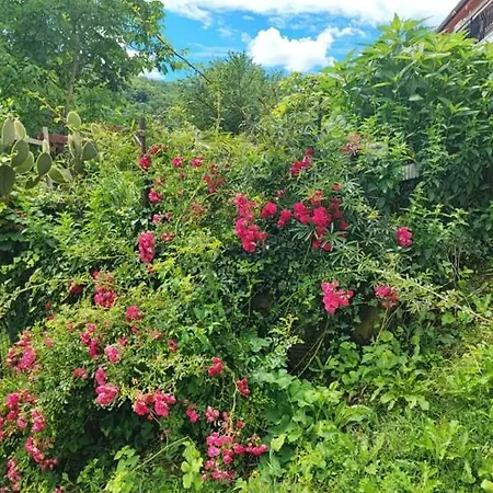Apartma Cotta, Salara *