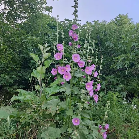 דירה Cotta, Salara *