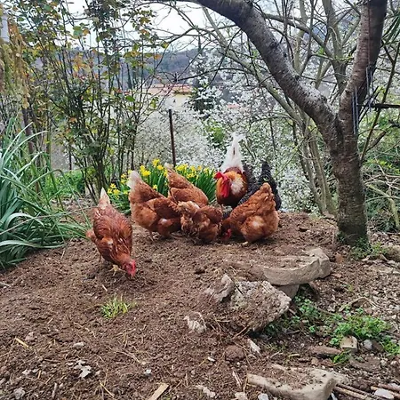 Apartma Cotta, Salara *