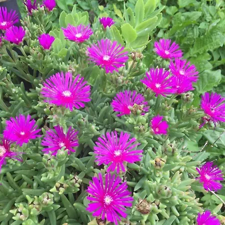 Cotta, Salara קופר