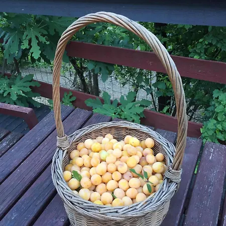 Apartamento Cotta, Salara