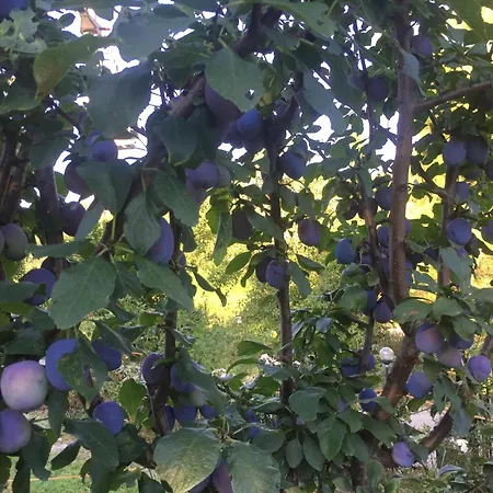 Cotta, Salara דירה *