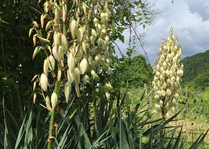 Διαμέρισμα Cotta, Salara