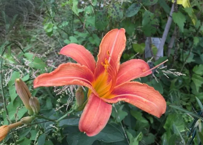 Cotta, Salara Διαμέρισμα