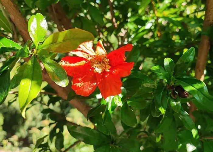 Cotta, Salara Κόπερ