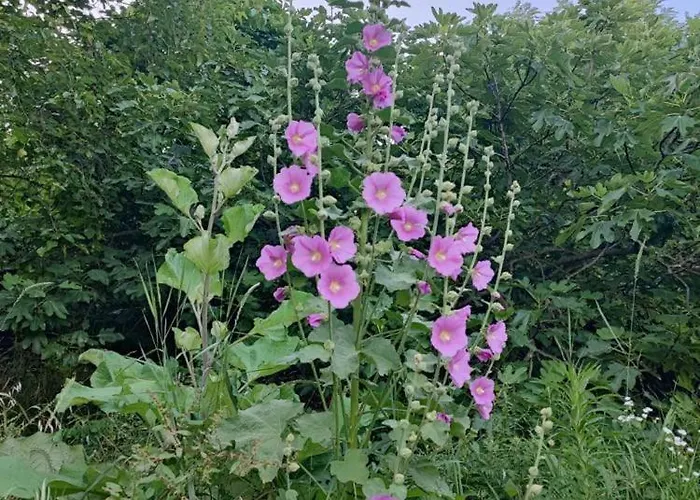 Διαμέρισμα Cotta, Salara *