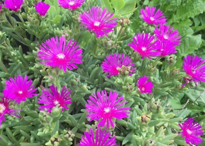 Cotta, Salara Κόπερ