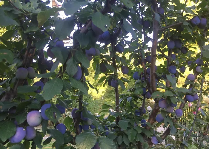 Cotta, Salara Διαμέρισμα *